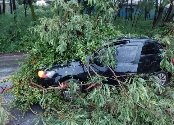 Árvore cai sobre carro na avenida Minas Gerais em Matozinhos