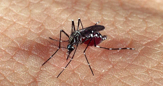 Cidades do Vetor Norte registram aumento nos casos de dengue e fazem alerta para a população