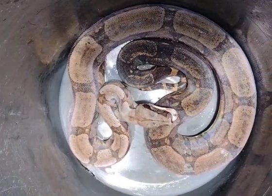 Cobra é capturada dentro de galinheiro em Matozinhos
