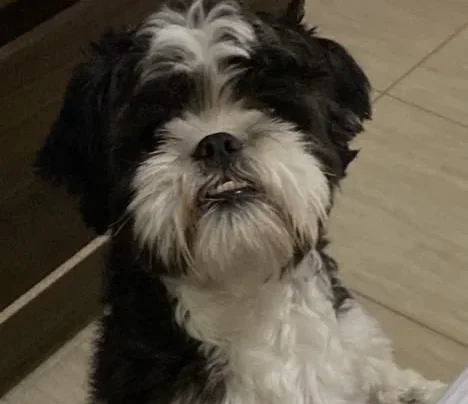 Família procura cão Querubim desaparecido após fogos de artifício na Virada do Ano em Pedro Leopoldo