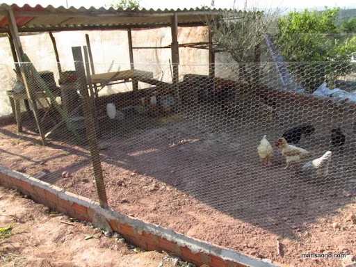 Marido mata mulher a pauladas e enterra corpo no galinheiro