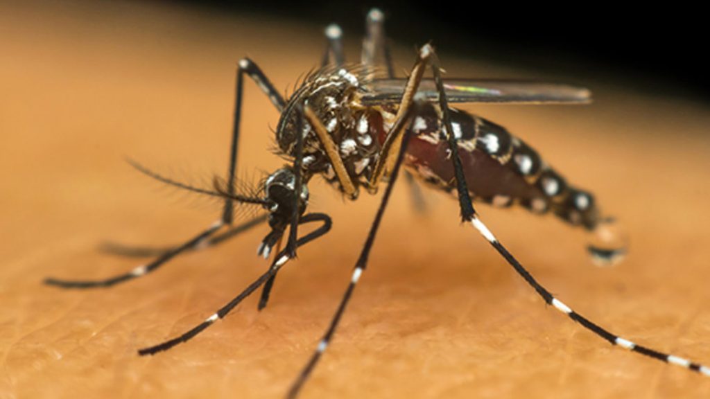 Nova vacina contra a dengue já está disponível na Araujo