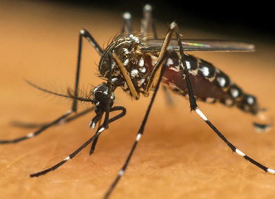 Nova vacina contra a dengue já está disponível na Araujo