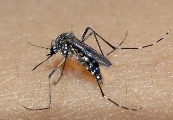 Sete Lagoas possui dois óbitos de dengue sob investigação, segundo Secretaria de Estado de Saúde
