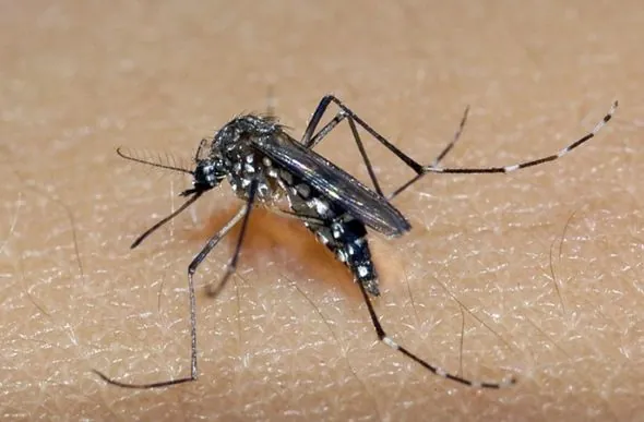 Sete Lagoas possui dois óbitos de dengue sob investigação, segundo Secretaria de Estado de Saúde