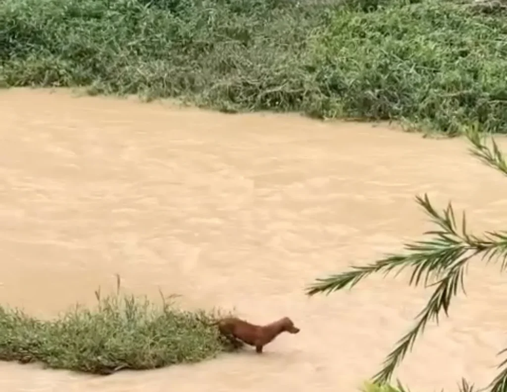 VÍDEO: Cachorro está ilhado no ribeirão em Pedro Leopoldo