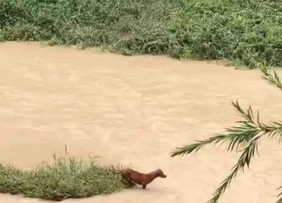 VÍDEO: Cachorro está ilhado no ribeirão em Pedro Leopoldo