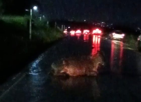 Vaca é atropelada e permanece deitada com patas quebradas na  MG-424, em Matozinhos