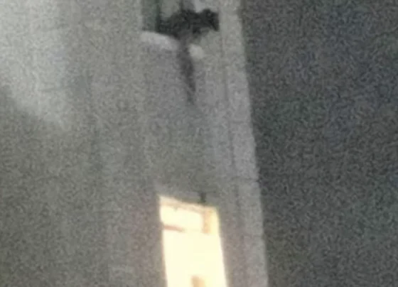 Homem que filmou vizinha nua em BH diz que matava barata