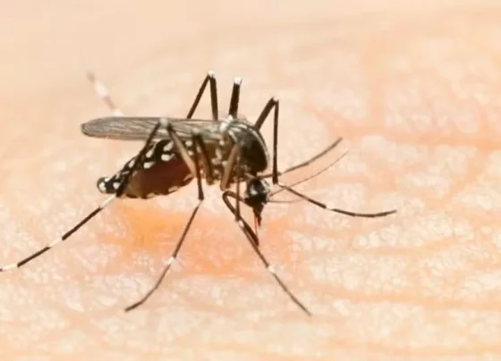 Lagoa Santa e Sete Lagoas (uma criança) já confirmaram óbitos por Dengue
