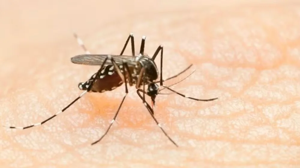 Lagoa Santa e Sete Lagoas (uma criança) já confirmaram óbitos por Dengue