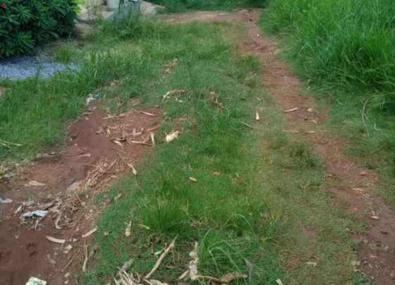 Situação precária de rua e mato alto deixa moradores indignados em Matozinhos