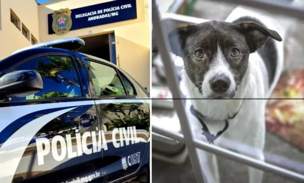 Cão morre após cair do terceiro andar de prédio em MG; PC investiga maus-tratos