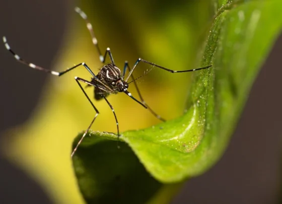 Sete Lagoas tem mais óbitos por dengue e chikungunya, segundo autoridades de saúde