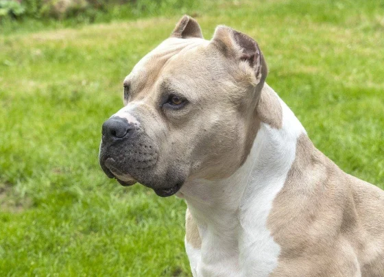 Idosa é brutalmente atacada por Pitbull em BH; Tutor do animal fugiu