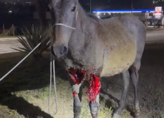 Grave acidente na MG-424 teve vítima e envolveu dois animais, sendo um sacrificado; PMRV aponta falta de serviço de acolhimento de animais na rodovia