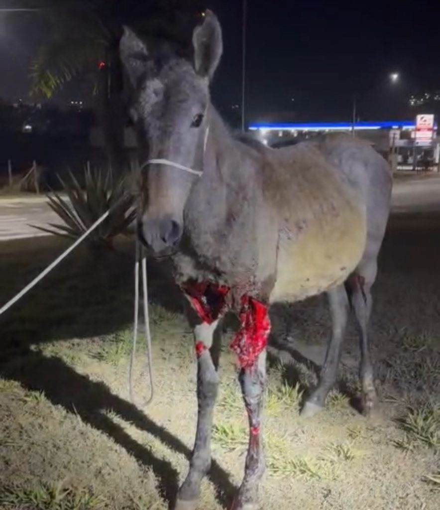 Grave acidente na MG-424 teve vítima e envolveu dois animais, sendo um sacrificado; PMRV aponta falta de serviço de acolhimento de animais na rodovia