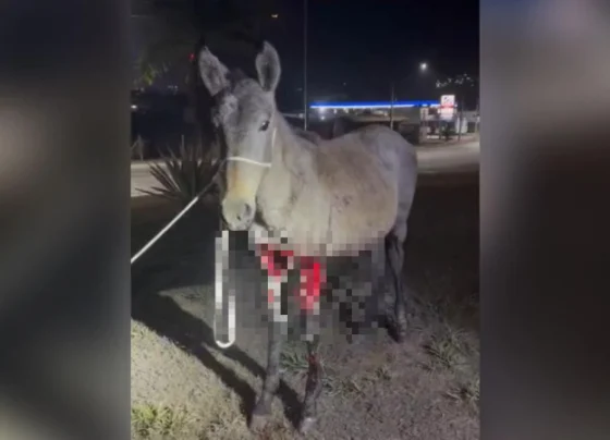 PMRv faz alerta após acidentes deixarem cavalos gravemente feridos na MG-424