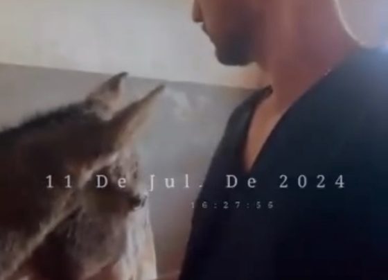 Potro ferido em acidente na MG-424 recebe tratamento e está fora de perigo