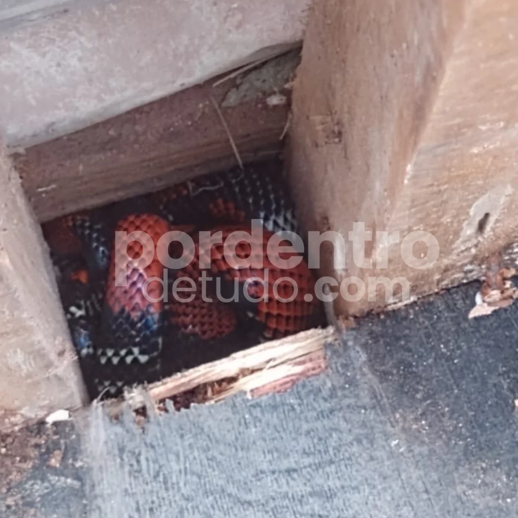 Cobra coral é encontrada em canteiro de obras em Pedro Leopoldo