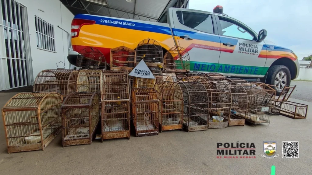 Homem é multado em R$ 76 mil por manter 33 pássaros silvestres em cativeiro irregular em Sete Lagoas
