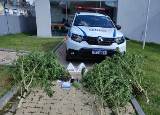 Polícia Militar apreende pé de maconha e prende suspeito em Matozinhos