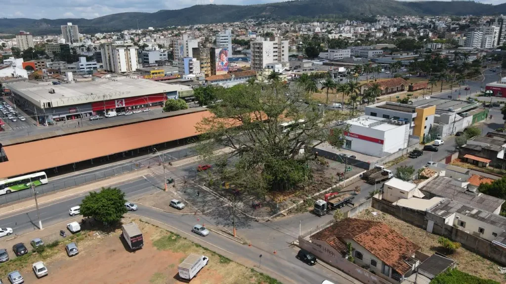 Prefeitura de Sete Lagoas autoriza poda controlada de árvores históricas para garantir segurança e preservação