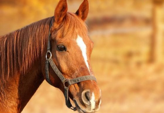 Foto ilustrativa de um cavalo — Foto: Pixabay