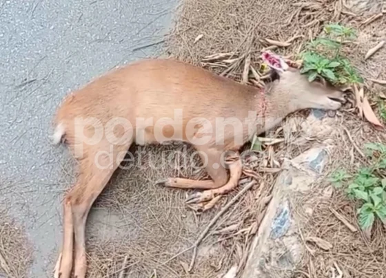Filhote de veado morre atropelado em área urbana de Pedro Leopoldo