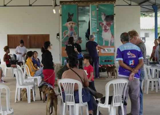 Mais de 350 animais são castrados em ação gratuita em Pedro Leopoldo