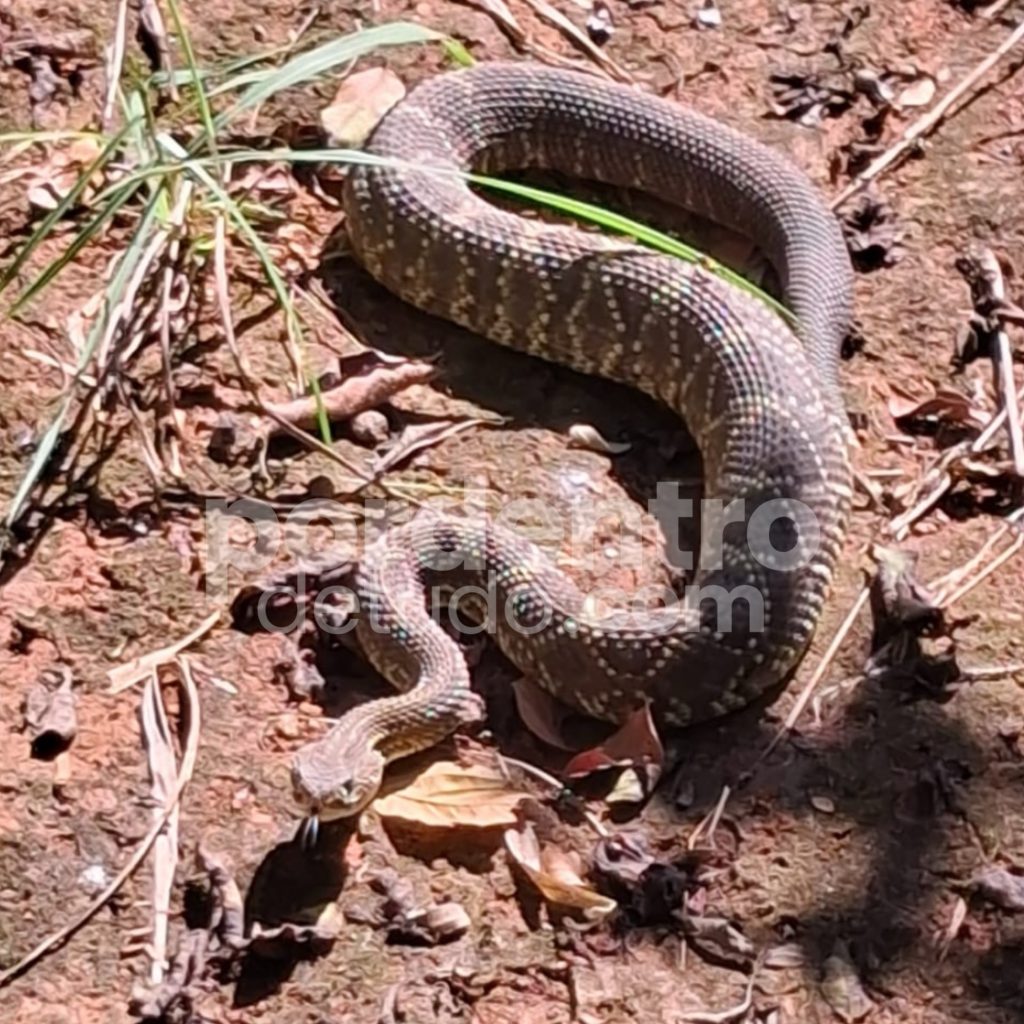 Serpente cascavel é encontrada em escola de Pedro Leopoldo e ação preventiva vira aula de conscientização