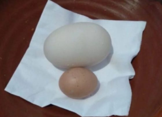 Galinha bota ovo girante no interior de Minas/ Imagem: Por Dentro de Tudo