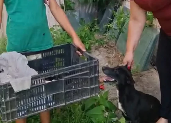 Cadela que atacava moradores para proteger filhotes é resgatada no bairro Vera Cruz, em Pedro Leopoldo