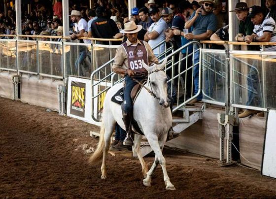 Cavalo mangalarga marchador durante exposição nacional da raça/Foto ilustrativa: Vinícius Oliveira.