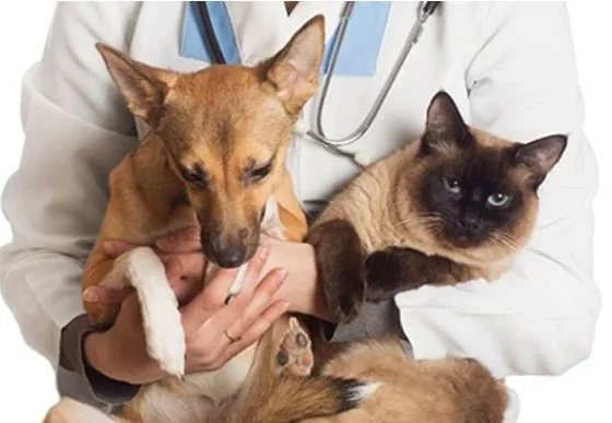 Pedro Leopoldo inicia campanha de vacinação antirrábica gratuita para cães e gatos em setembro
