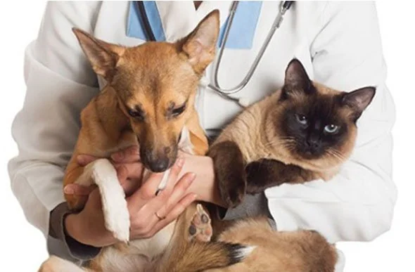 Pedro Leopoldo inicia campanha de vacinação antirrábica gratuita para cães e gatos em setembro