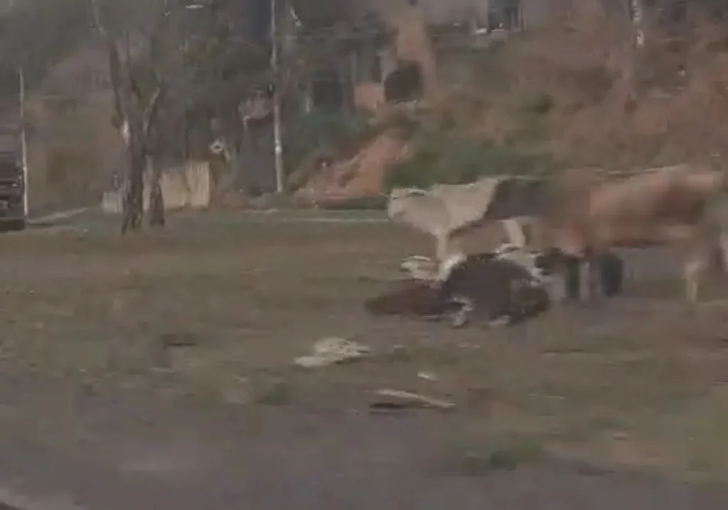 Presença de animais de grande porte na MG-424 reforça necessidade de denúncias para recolhimento