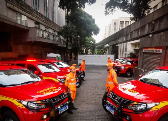 Bombeiros resgatam gato preso a oito metros de altura em árvore em Pedro Leopoldo