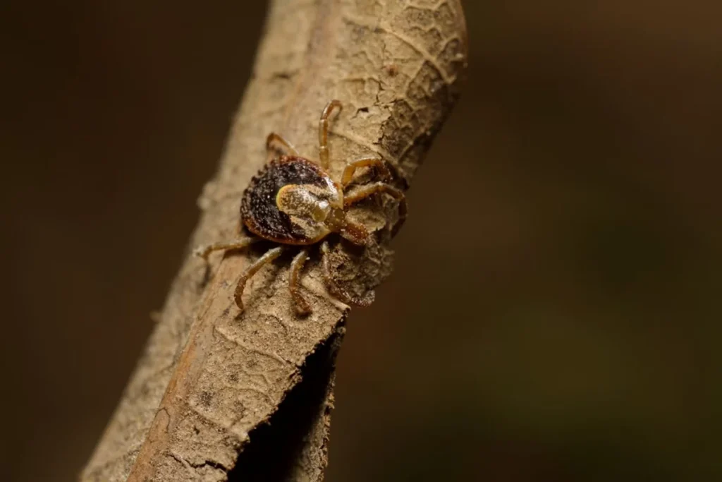 Casos de febre maculosa aumentam mais de 10% em uma semana em Minas Gerais