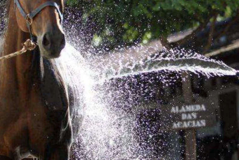 FEBRE MACULOSA: Cavalos e animais domésticos poderão ser levados para banho com inseticidas neste sábado em Matozinhos