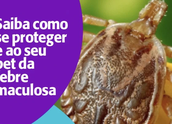 Febre maculosa: como se prevenir e cuidar dos animais domésticos