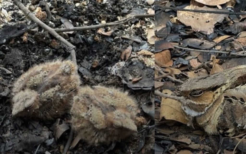Incêndio na Serra de Santa Helena é controlado, e imagem de ave com filhotes simboliza resistência da vida