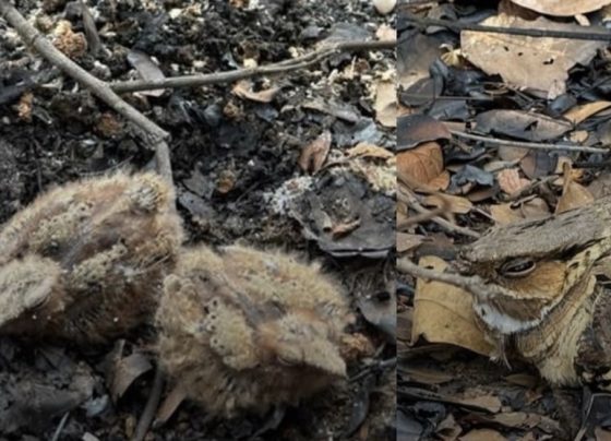 Incêndio na Serra de Santa Helena é controlado, e imagem de ave com filhotes simboliza resistência da vida