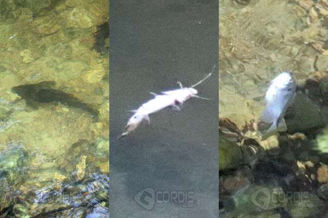 Peixes encontrados no Ribeirão do Onça, em Cordisburgo. Foto: Cordis Notícias.
