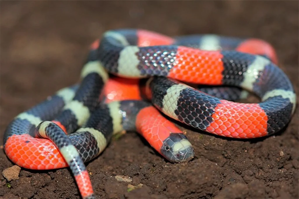 Serpente semelhante a coral é capturada em quintal de residência em Sete Lagoas