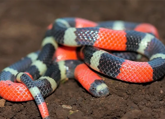Serpente semelhante a coral é capturada em quintal de residência em Sete Lagoas