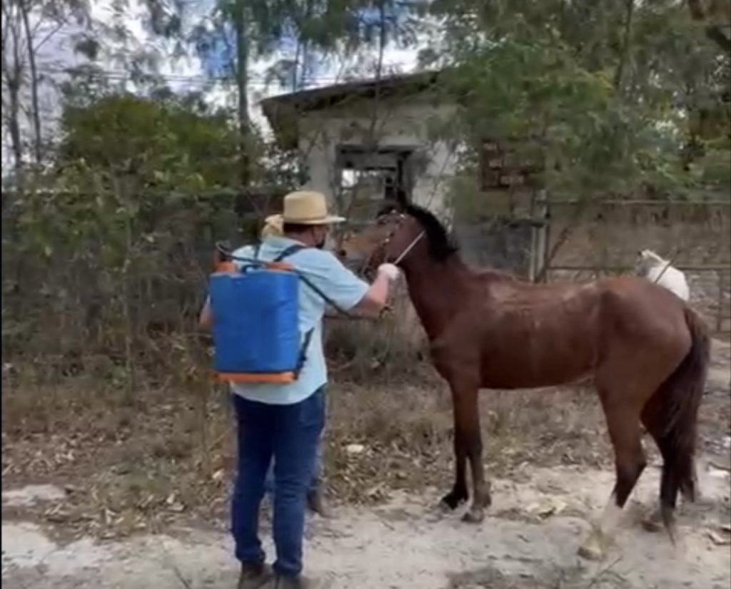 VIDEO: Prefeito Italo, que é veterinário, comanda banho de animais em ação contra febre maculosa em Matozinhos