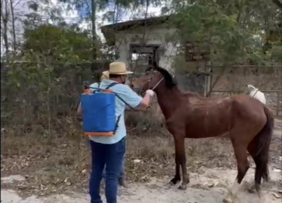 VIDEO: Prefeito Italo, que é veterinário, comanda banho de animais em ação contra febre maculosa em Matozinhos