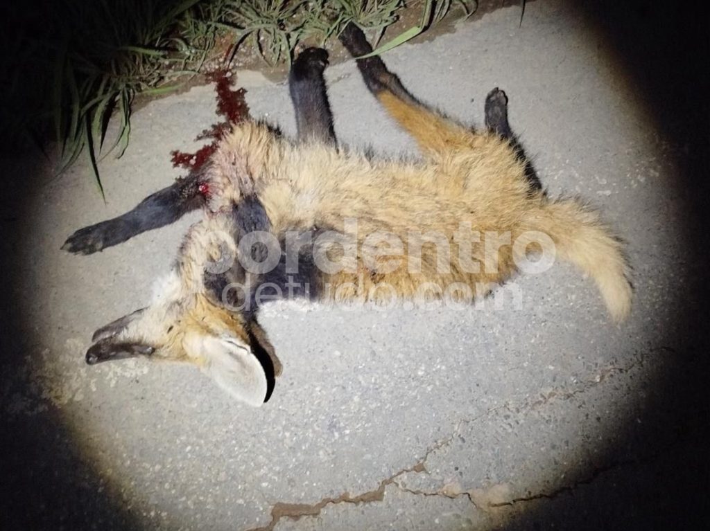Lobo-guará é encontrado morto às margens da MG-238 próximo à Iveco, em Sete Lagoas