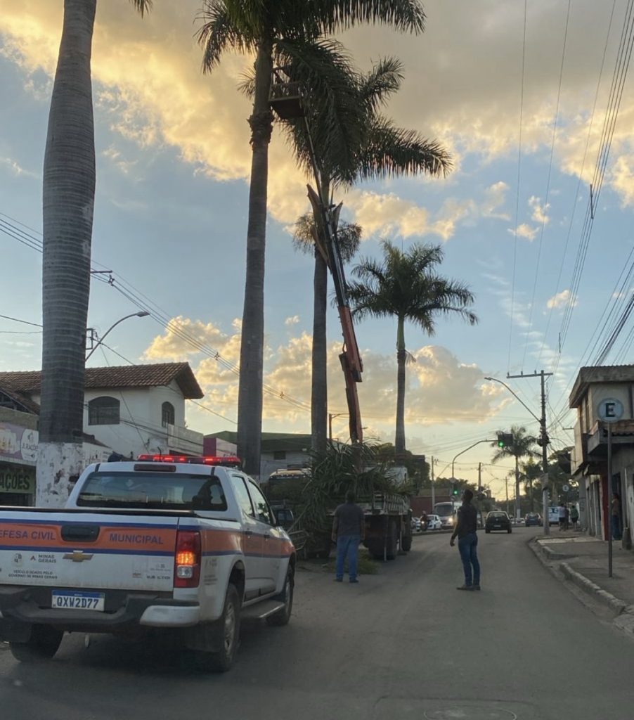 Matozinhos realiza manutenção das palmeiras para receber iluminação de Natal